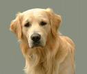 zlatý retriever.jpg